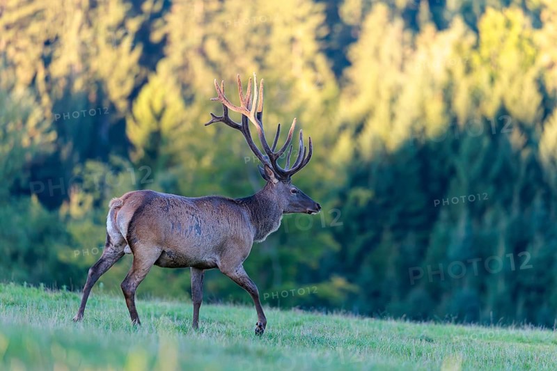 An Altai maral stag (Cervus canadensis sibiricus) crosses a green meadow in the early morning light. Southern Siberia, northwestern Mongolia, northern Xinjiang province of China