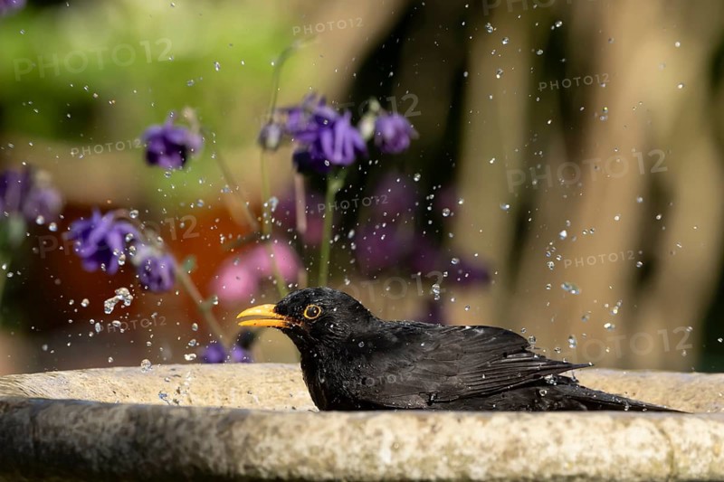 European blackbird (Turdus merula) adult male bird bathing in a garden bird water bath, Suffolk, England, United Kingdom
