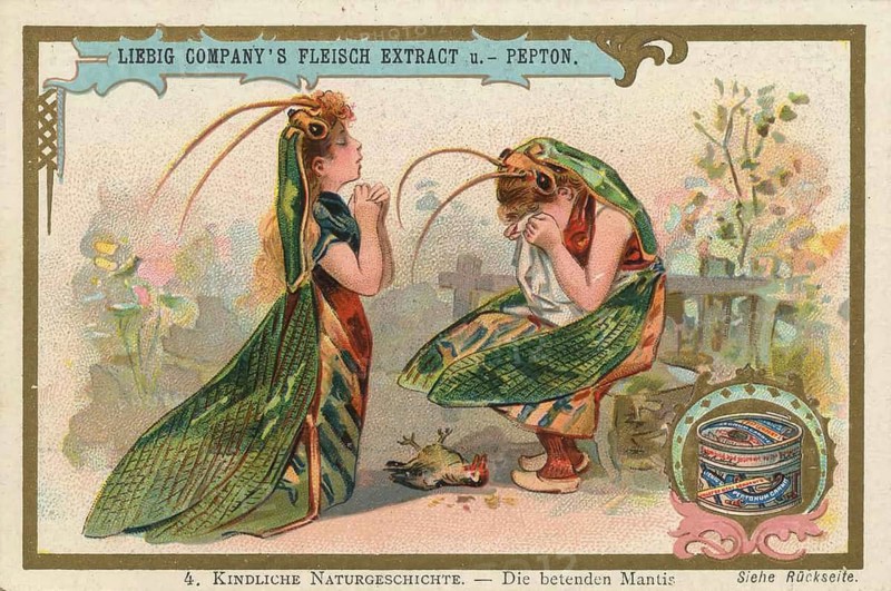 Picture series Children's Natural History, Praying Mantis, Child is seen in a praying position, which alludes to the name of the insect. A second child cries over a dead bird on the ground, which addresses the predatory nature of mantis, favorite picture, digitally restored reproduction of a collector's painting from around 1900, exact date unknown