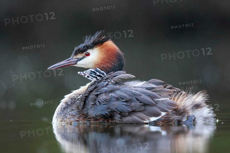 Great Crested Grebe (Podiceps cristatus) with chick, North Rhine-Westphalia, Germany