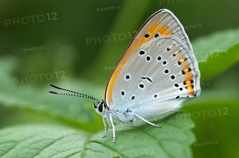 Large moth, large copper, lycaena dispar, butterfly, insects, butterfly, butterflies