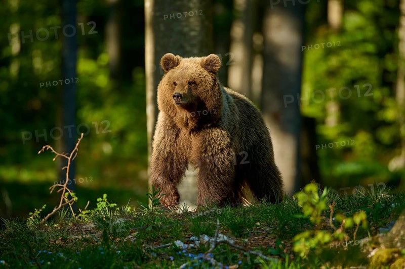 A brown bear stands in a green clearing in a brightly lit forest, European brown bear (Ursus arctos), Slovenia