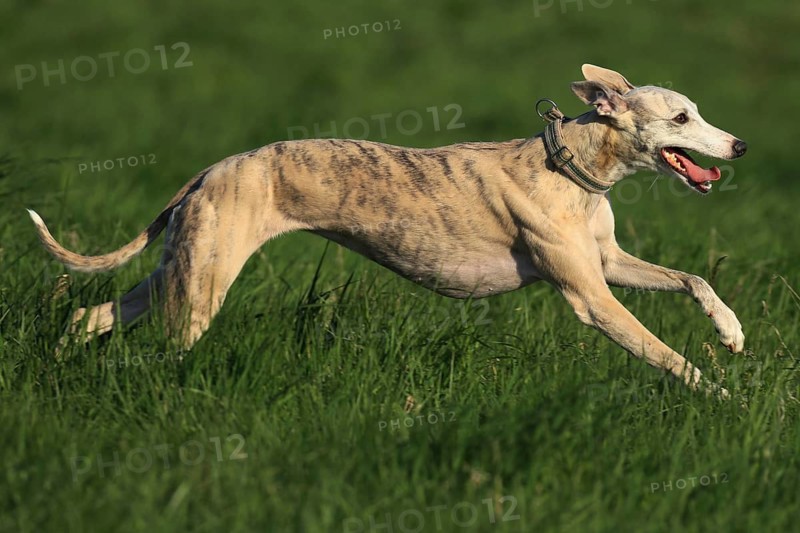 Whippet racing, Whippet running, a Galgo running dynamically across a green meadow in bright sunshine, racing greyhound, Whippet (Canis lupus familiaris), Baden-Württemberg, Germany