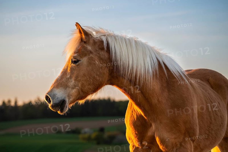 Horse, Haflinger, gelding, portrait, evening sun