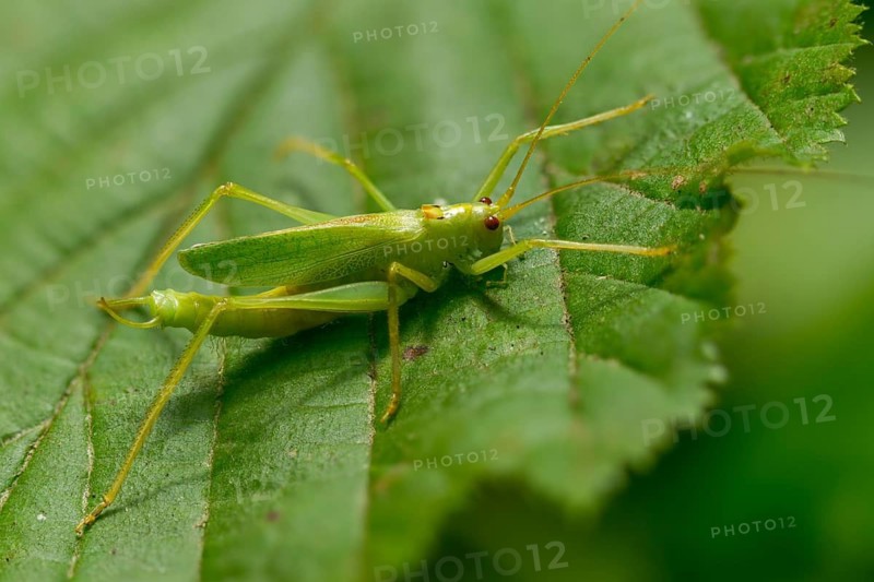 Drumming katydid, oak scare, common oak scare, meconema thalassinum, oak bush cricket, grasshoppers, insects, insects