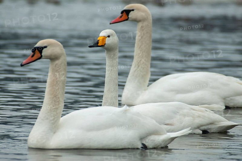 Cygnus cygnus, cygnus olor, mute swan, whooper swan, anatidae, birds, duckbirds, mute swan, swan, swans, swans, birds, waterbirds, waterbirds