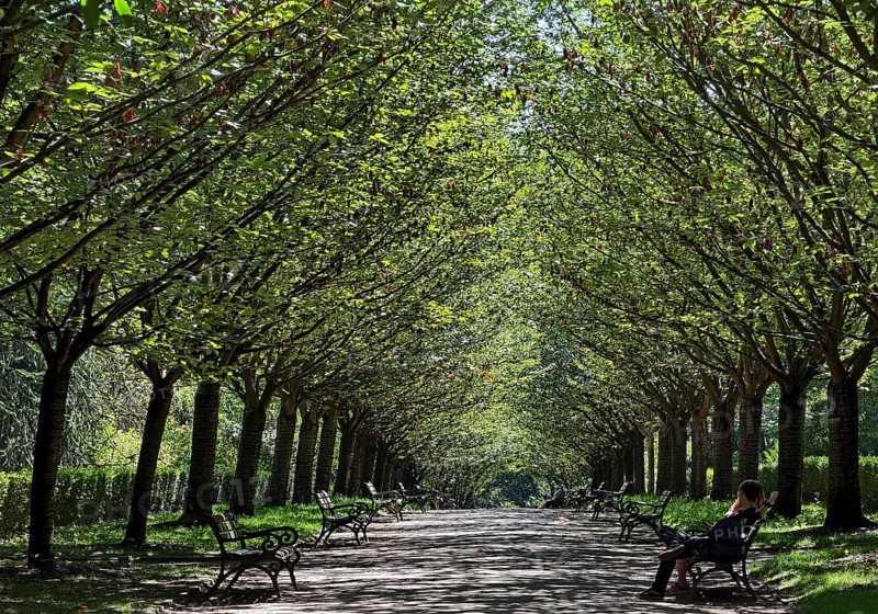 A row of cherry trees, including Japanese flowering cherries (Prunus serrulata), in summer, Rombergpark, Dortmund, the Ruhr region, North Rhine-Westphalia, Germany