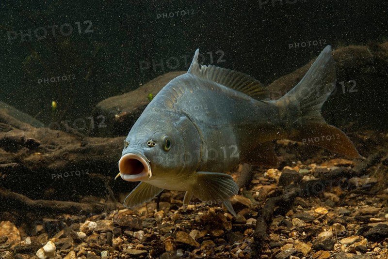 Carp, Cyprinus carpio, carp, fish, fishes, leather carp, pisces, mirror carp