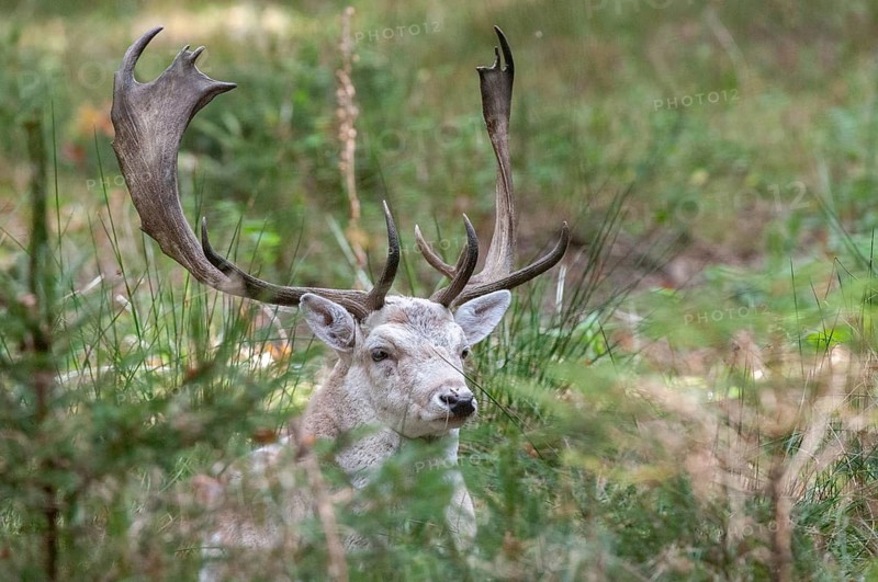 Dama dama, fallow deer, fallow deer, mammals, shovelers, mammals
