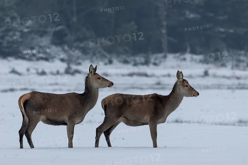 Two red deer (Cervus elaphus) in a meadow in a snow-covered winter landscape, winter, cold, snow, January, Denmark