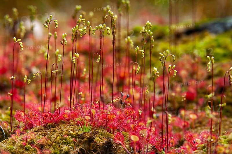 Brosswort, Bullwort, Drosera Rotundifolia, Droseraceae, Lord Spoon, Sky Spoon, Sky Dew, Round Leaf Sundew, Sundew, Spoelkrut, Common Sundew, Flora, Plants, Plants, Round-Leaved Sundew, Roundleaf Sundew, Sundew