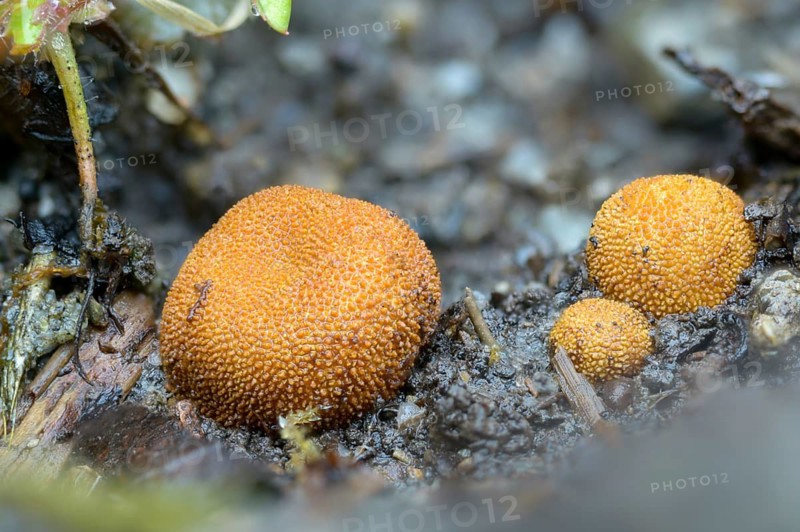 Colorful deer truffles, Elaphomyces muricatus, Elaphomyces variegatus, light brown deer truffles, deer truffles, small warty deer truffles, prickly deer truffles, warty deer truffles, fungi, fungi, mushrooms