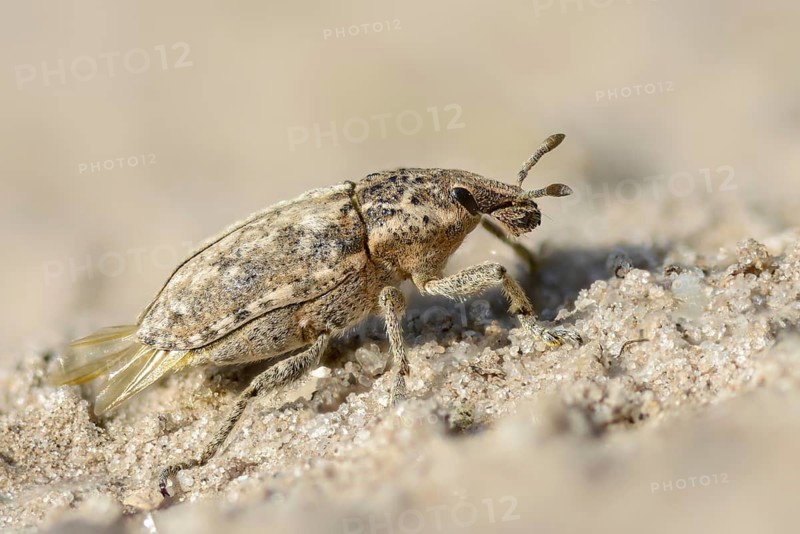 Brandenburg, Curculionidae, Germany, Nabu, Nabu project, national natural heritage, Grünhaus natural paradise, Pachycerus Segnis, rough steppe weevil, weevil, steppe weevil, beetle, post-mining landscape, Coleoptera, green house, insects, insects, beetles
