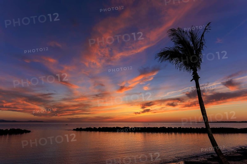 Lanzarote, Canary Islands, Spain, Europe, Playa Blanca, A lonely palm tree in front of a lively sunset over the calm sea