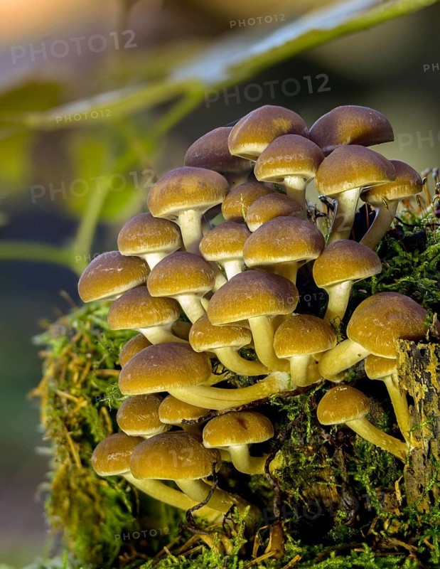 Cluster crumblecap, psathyrella hydrophila, psathyrella piluliformis, white-stemmed stick sponge, watery fiber, watery shortbread, watery mushroom, fungus, high size, vertical format, mushrooms