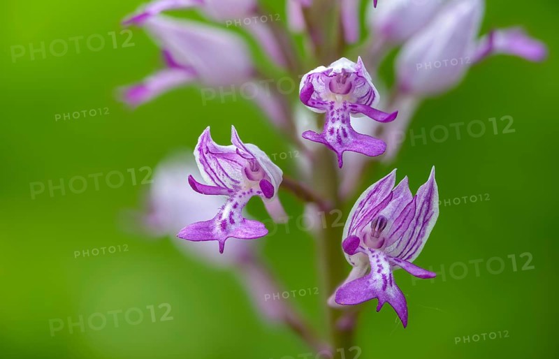 Helmet herb, orchidaceae, orchids, orchids, orchids, orchis militaris, flora, military orchid, plants