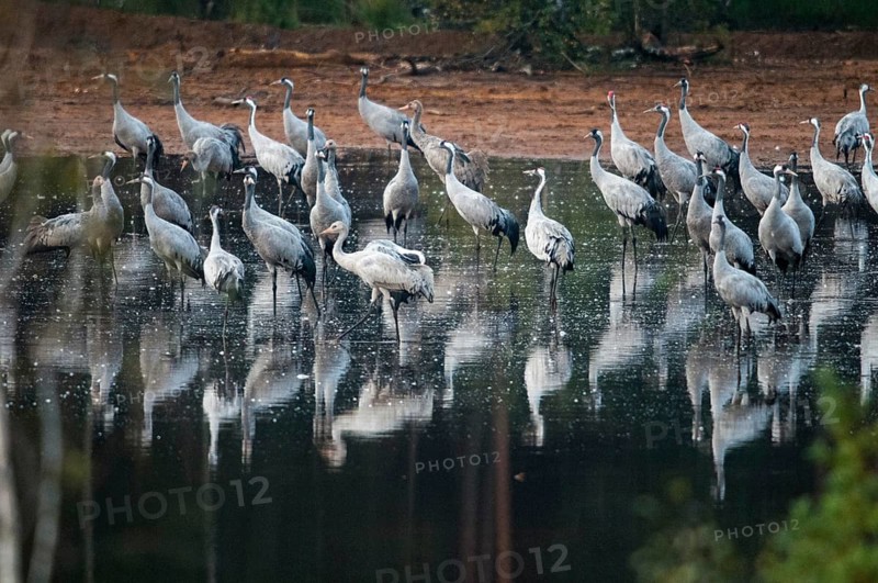 2010, Brandenburg, Crane, Germany, Grus Grus, Crane, Nabu, national natural heritage, natural paradise Grünhaus, post-mining landscape, birds, Gruidae, Gruiformes, green house, crane birds, sleeping place, stilt birds, birds