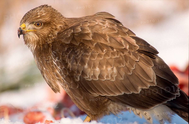 Accipitriformes, Buteo Buteo, Buzzard, Buzzard, Birds of Prey, Raptors, Birds, Birds, Winter