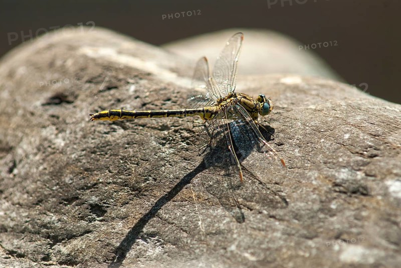 Gomphus Pulchellus, Western Clubtail, Western Wedge Maiden, Anisoptera, Damselflies, Dragonflies, Extremadura, Insects, Dragonflies, Odonata, Spain