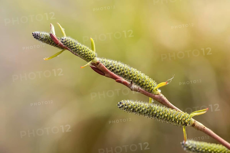Purple willow, purple willow, salix purpurea, flora, spring, plants, spring