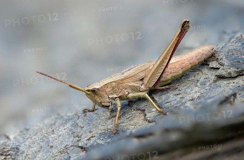 Acrididae, caelifera, chrysochraon dispar, field locusts, gomphocerinae, grasshoppers, big gold scares, short feeler, large gold grasshoppers, grasshoppers, insects, insects