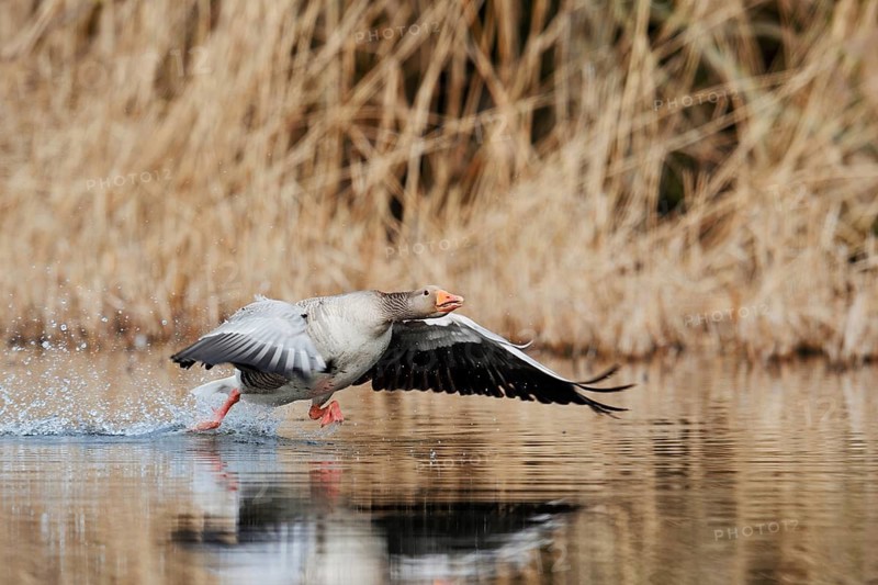 Greylag goose (Anser anser), taking off, North Rhine-Westphalia, Germany