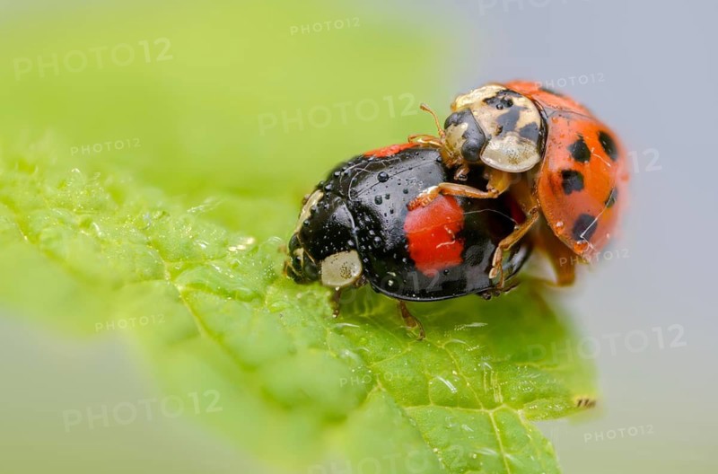 Asian ladybeetle, Asian ladybug, coccinellidae, coccinellinae, harlequin ladybug, harmonia axyridis, ladybug, beetle, coleoptera, harlequin, insects, copula, beetle, multicolored asian, mating