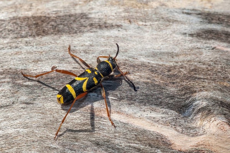 Clytus arietis, common ram ram, ram ram, beetle, longhorn, coleoptera, insects, insects, beetles, wasp beetle