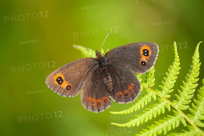 Scotch argos butterfly (Erebia aethiops) adult insect resting on a Bracken leaf, Scotland, United Kingdom