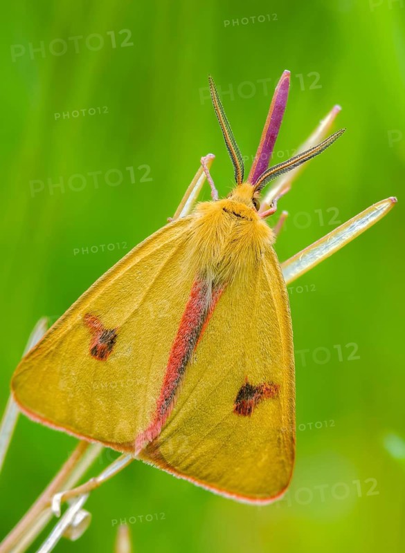 Arctiinae, bear moth, diacrisia sannio, erebidae, owl moth, reddish bear, butterfly, clouded buff, high size, portrait format, insects, moths, moths, moths, butterfly