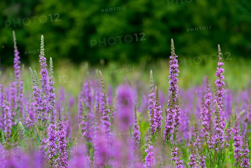 Blood willow, lythraceae, lythrum salicaria, willow plants, plants, plants, purple loosestrife, purple lythrum, spiked loosestrife