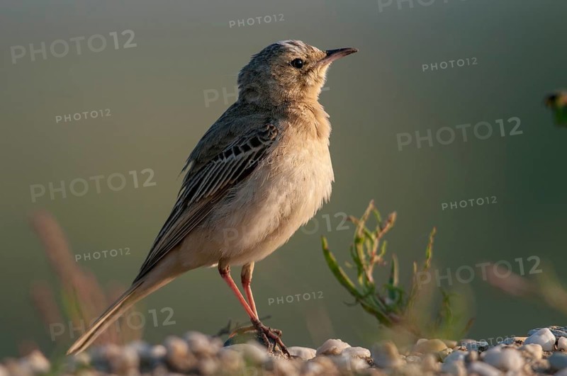 Anthus campestris, Brachpieper, Brandenburg, Germany, Nabu, national natural heritage, natural paradise Grünhaus, tawny pipit, post-mining landscape, birds, green house, male, passeri, songbirds, birds
