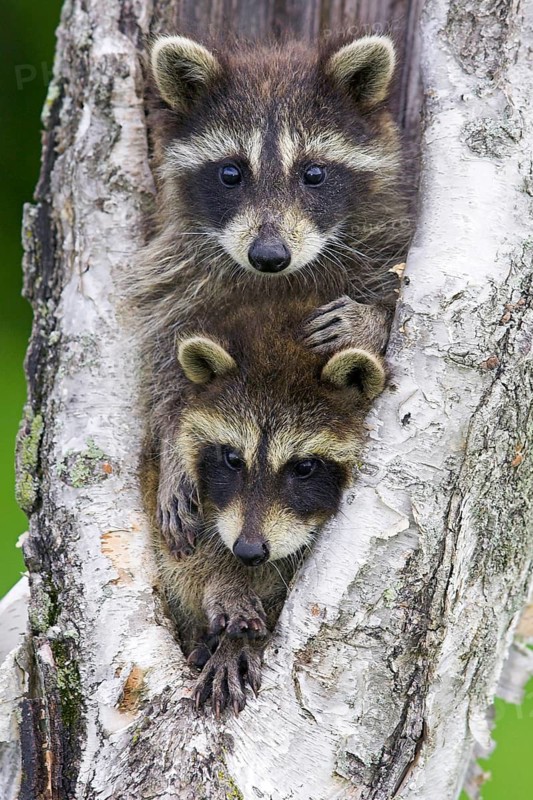 Raccoon (Procyon lotor), Minnesota, USA. Two young raccoons peer cautiously out from a tree trunk