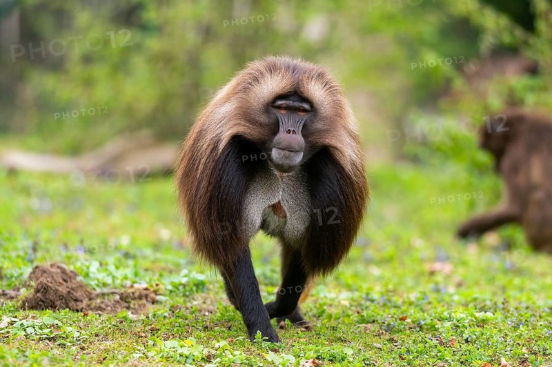 Gelada (Theropithecus gelada) male walking over a meadow, captive, distribution africa