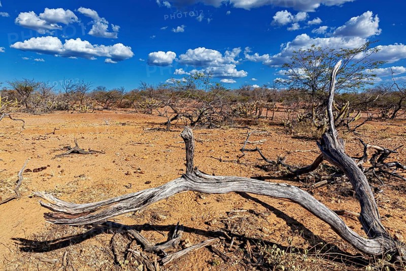 Withered wood in a dry desert landscape under a clear sky with clouds, the thornshrub savanna in the Caatinga countryside in the federal states of Pernambuco and Bahia in Brazil