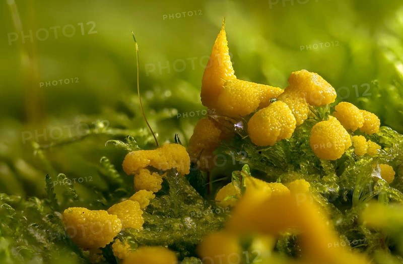 Eumycetozoa, yellow egg slime mold, lignydium virescens, mycetozoa, physarum ditmarii, physarum virescens, slime molds, fungi, fungi, fungi