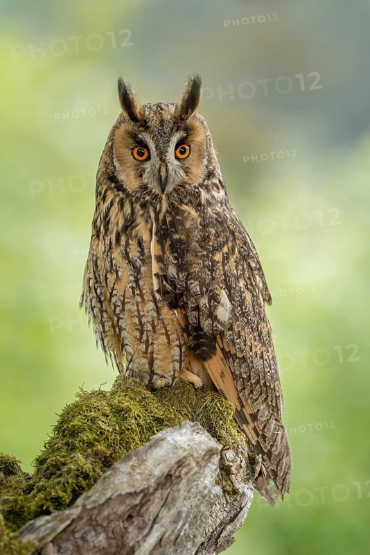 Close-up of a long-eared owl with bright orange eyes perched on a branch, long-eared owl (Asio otus), adult, on the lookout, perched, observing, in spring, alert, Bohemian Forest, Czech Republic