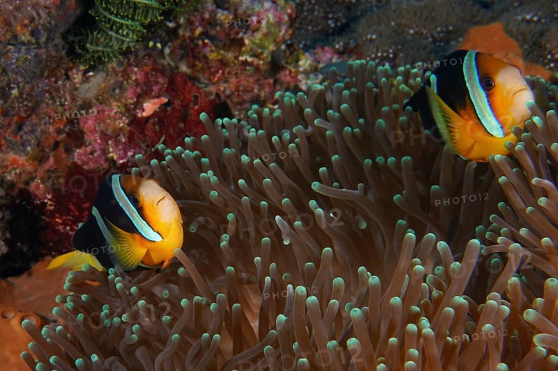 Two clownfish, Clark's anemonefish (Amphiprion clarkii), sheltered amongst the tentacles of a sea anemone, Toyapakeh dive site, Nusa Ceningan, Nusa Penida, Bali, Indonesia