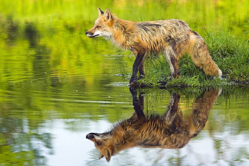Red fox (Vulpes vulpes), Minnesota, USA, a fox by the water with its reflection in a still pond, surrounded by green countryside