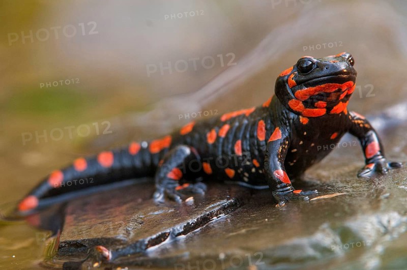 Fire salamander, salamandra salamandra, amphibians, amphibians, caudata, amphibians, amphibians, red, tail amphibians
