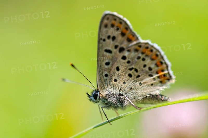 Brown moth, Lycaena tityrus, sulfur bird, sooty purple-edged copper, birds, butterfly, insects, butterfly, butterflies, butterflies