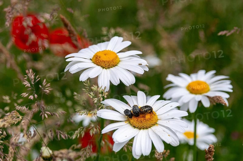 Asteraceae, leaf horn beetle, chrysanthemum leucanthemum, early daisy, daisy, leucanthemum vulgare, meadow daisy, daisy, oxythyrea funesta, rose beetle, scarabaeidae, weeping rose beetle, beetle, flower meadow, flowery meadow, coleoptera, dog daisy, flora, insects, insects, beetles, marguerite, meadow, natural meadow, oxeye daisy, plants, meadow, wildflower meadow