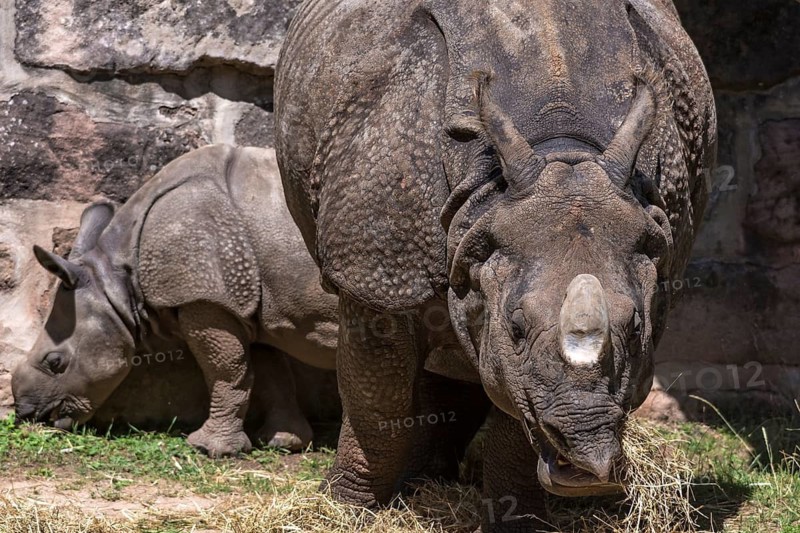 African white rhinoceros (Rhinoceros unicornis) with its calf, Nuremberg Zoo, Middle Franconia, Bavaria, Germany