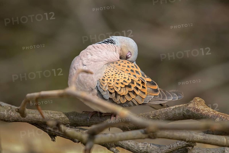 Streptopelia turtur, turtle dove, birds, columbidae, doves, plumage care, preening, pigeons, birds