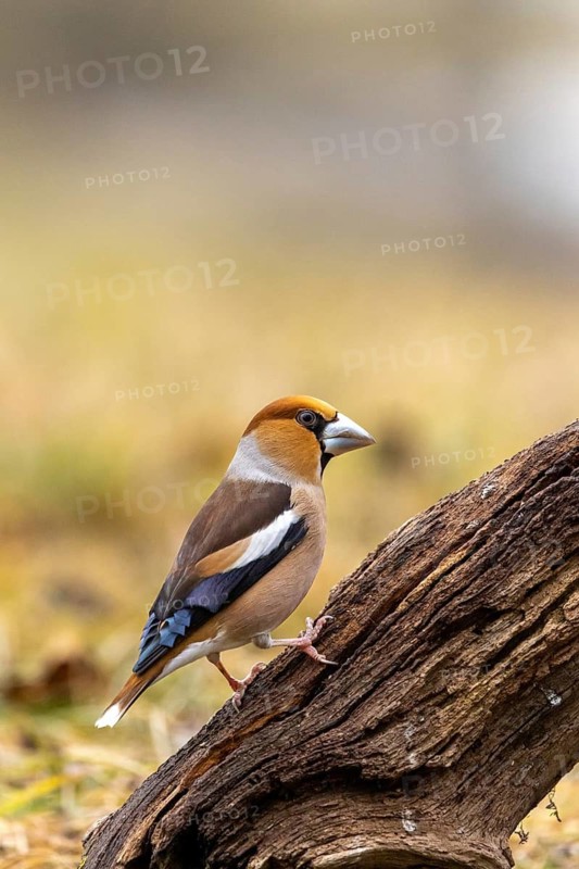 A cardinal perched on a tree stump in its natural habitat, a hawfinch (Coccothraustes coccothraustes) perched on deadwood, wildlife, animals, birds, Baden-Württemberg, Germany
