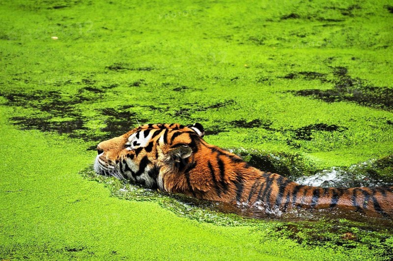 Siberian tiger (Panthera tigris altaica) in a moat covered with duckweed (Lemna minor), Nuremberg Zoo, Am Tiergarten 30, Nuremberg, Middle Franconia, Bavaria, Germany
