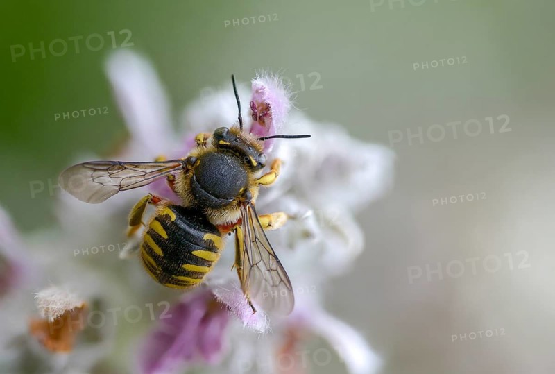 Anthidium manicatum, apidae, bees, European wool carder bee, garden woolbee, large woolbee, hymenoptera, megachilidae, woolbee, insects, wild bees