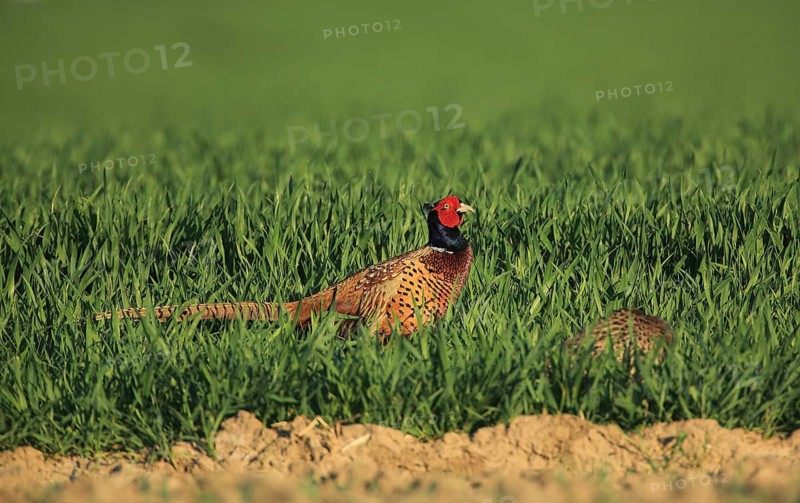 A pheasant stands in a green meadow, looking intently, amidst its natural surroundings, a pheasant (Phasianus colchicus), in a meadow, Mannheim, Baden-Württemberg, Germany