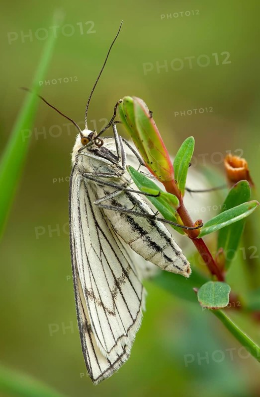 Geometridae, hard mouse moth, black vein tensioner, siona lineata, white hartheus, white line tensioner, black-veined moth, butterfly, high size, portrait format, insects, moths, moths, butterfly