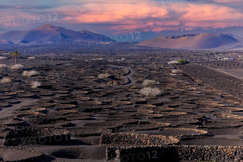 Lanzarote, Canary Islands, Spain, Europe, vineyards in La Geria, vast volcanic landscape at sunset with purple sky